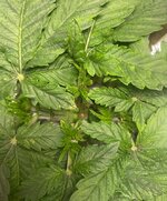 IMG_6979.jpeg