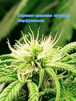 Паровозик