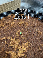 Первый гроурепорт, не первый гров