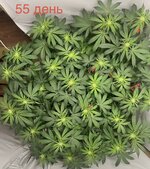 IMG_2923.jpeg