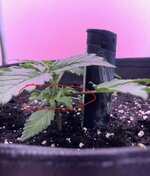 IMG_2519.jpeg