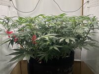 IMG_2925.jpeg