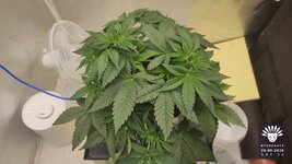 2026-09-20_aya-01_veg-w05d34_canopy_01.jpg