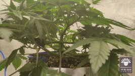2026-09-20_aya-01_veg-w05d34_macro_01.jpg