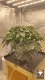 2026-09-22_aya-01_veg-w05d36_full_01.jpg