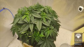 2026-09-23_aya-01_veg-w05d37_canopy_03.jpg