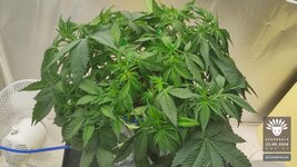 2026-09-23_aya-01_veg-w05d37_canopy_04.jpg