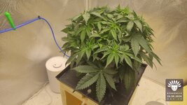 2026-09-24_aya-01_veg-w05d38_full_01.jpg