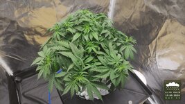 2026-09-19_acid-rain-01_veg-w05d33_canopy_01.jpg