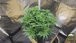 2026-09-20_acid-rain-01_veg-w05d34_canopy_01.jpg