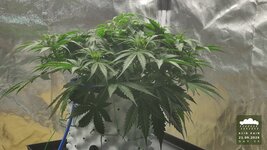 2026-09-21_acid-rain-01_veg-w05d35_canopy_02.jpg