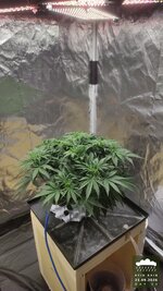 2026-09-21_acid-rain-01_veg-w05d35_full_01.jpg