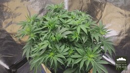 2026-09-22_acid-rain-01_veg-w05d36_canopy_01.jpg
