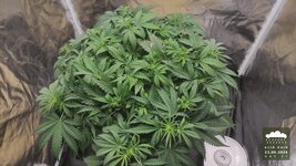 2026-09-23_acid-rain-01_veg-w05d37_canopy_04.jpg
