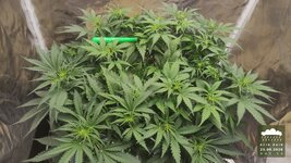 2026-09-25_acid-rain-01_veg-w05d39_canopy_01.jpg