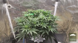 2026-09-25_acid-rain-01_veg-w05d39_full_01.jpg