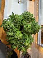 IMG_0897.jpeg