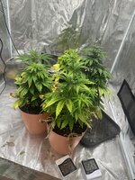 IMG_3903.jpeg