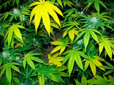 jeltie-listiya-cannabisa.jpg