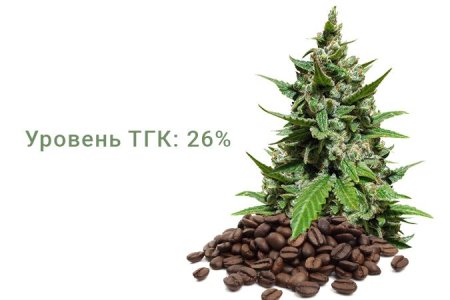 Сорт конопли Gelato Auto