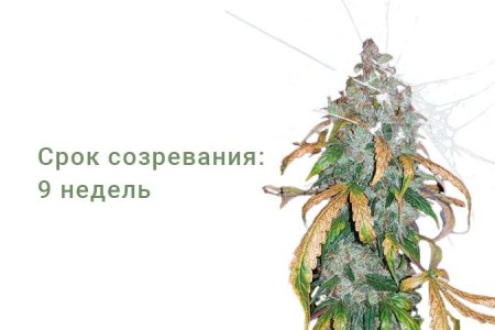 Сорт конопли Auto White Widow