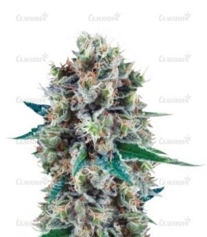 Bubble Kush Automatic.jpg Bubble Kush Automatic.jpg