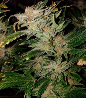Skunk XL.jpg Skunk XL.jpg