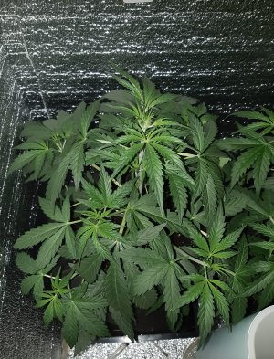 1307_amnesia.jpg