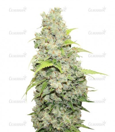 sort_Bcn_Sour_Diesel.jpg sort_Bcn_Sour_Diesel.jpg