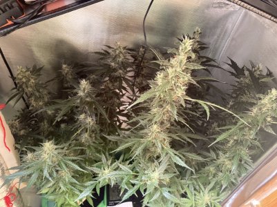 F1C11171-4358-469A-8AC8-1B0999618D3B.jpeg