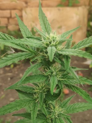 IMG_20220802_172332.jpg