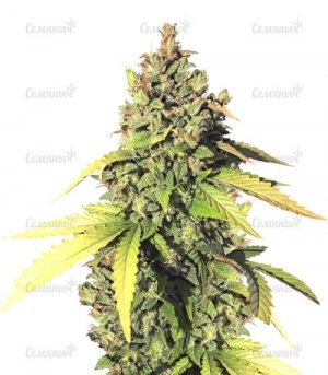 Gorilla-Auto.jpg Gorilla-Auto.jpg
