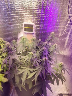 IMG_20220812_115039.jpg