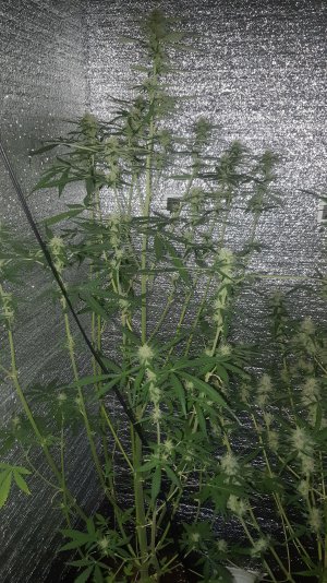 lemon1_1708.jpg