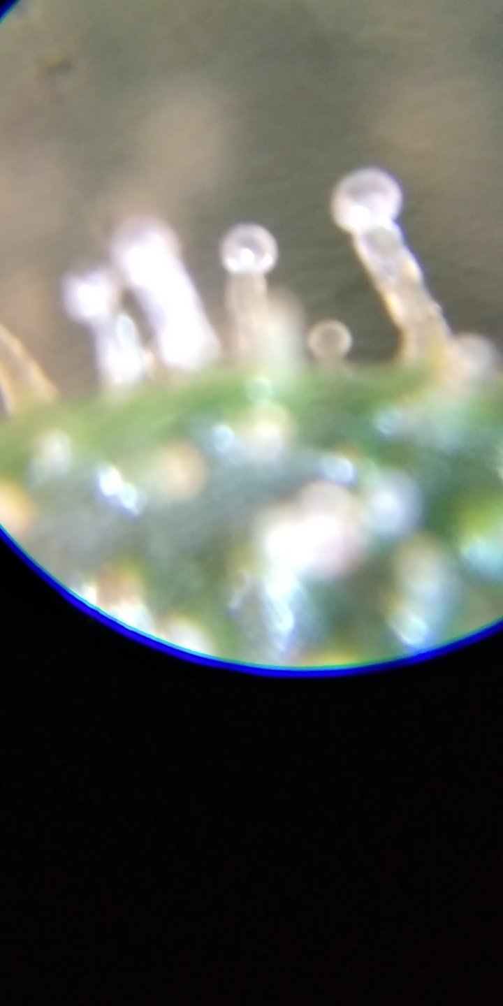 Screenshot_2022-08-21-14-27-39-448_com.miui.gallery.jpg