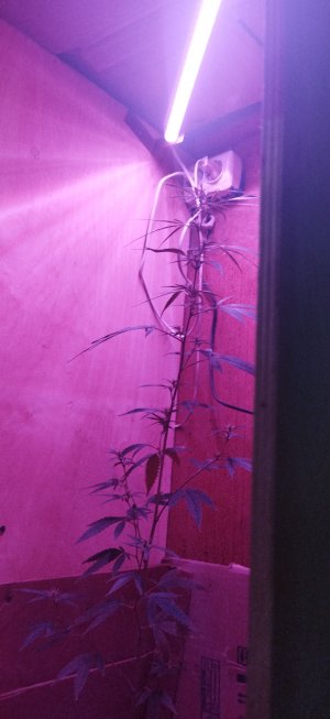 IMG_20220825_090456.jpg