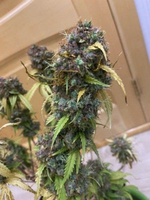IMG_6479.jpg
