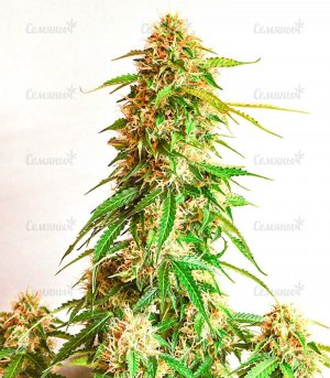 Gorilla-Auto-fem-sort-konopli__PMb3il8KYHRnPnyq.jpg