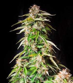 Gorilla-Auto-fem-kust-marihuany__yMW0UA0jMzeJTJTZ.jpg