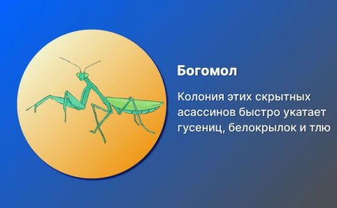 Богомол