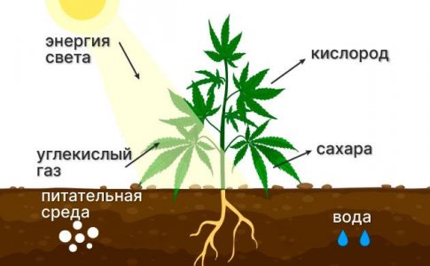 Важность фотосинтеза для конопли Важность фотосинтеза для конопли