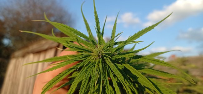 IMG_20220930_172231.jpg