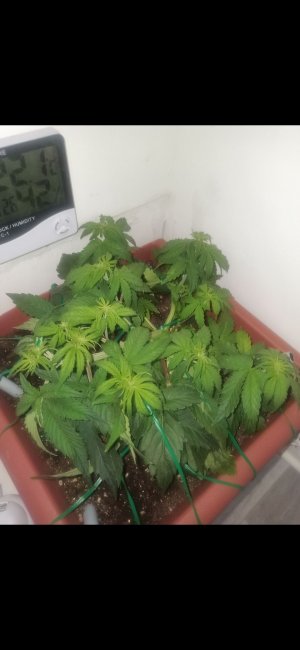 Screenshot_2022-10-06-08-51-25-588_com.miui.gallery.jpg