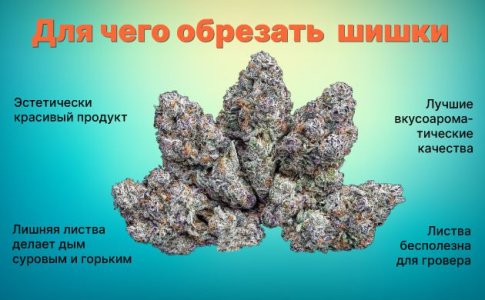 Для чего обрезают шишки конопли Для чего обрезают шишки конопли