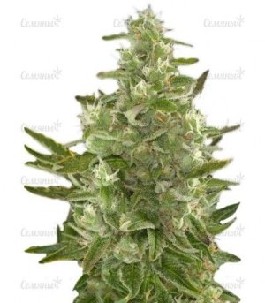 Critical__Autoflowering.jpg