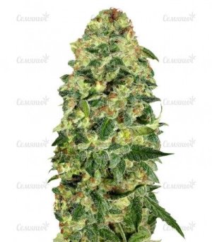 Auto California Kush.jpg Auto California Kush.jpg