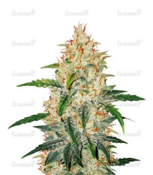 Zkittlez Auto.jpg Zkittlez Auto.jpg
