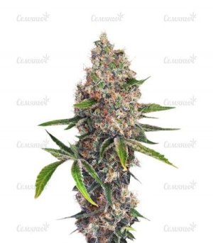 OG Kush.jpg