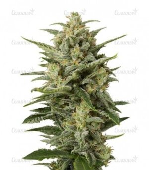 Cheese XXL Autoflowering.jpg