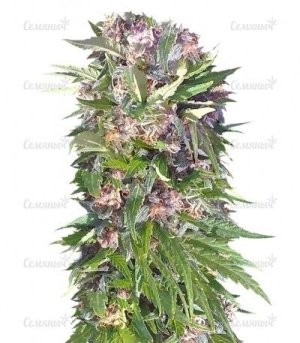 Red Purps.jpg Red Purps.jpg
